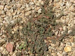 Weed control service in Chandler, Arizona