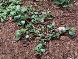 Weed control service in Fountain Hills, Arizona