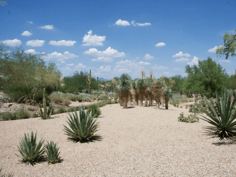 Weed removal in a gravel desert landscape in Gilbert, Arizona